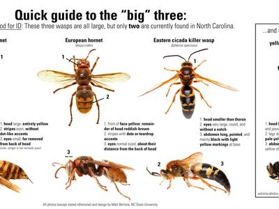 Quick visual guide to four large wasps found in or near North Carolina: Northern giant hornet, European hornet, Eastern cicada killer wasp, and yellow-legged hornet, with key identifying features highlighted.
