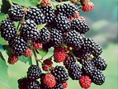 Blackberries on the vine