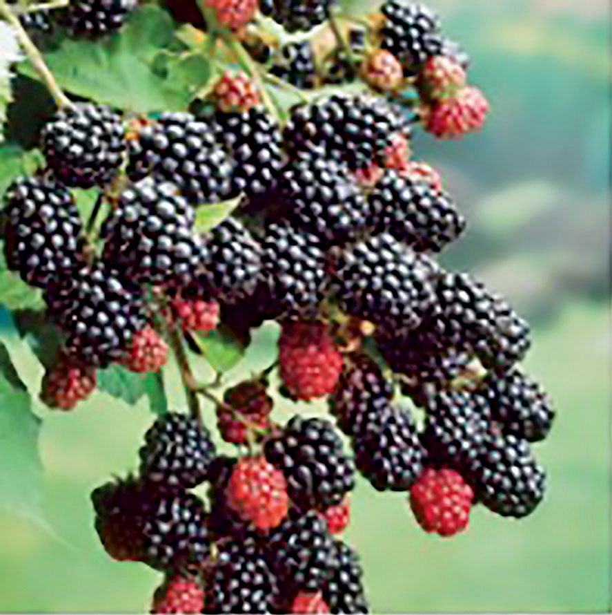 Blackberries on the vine