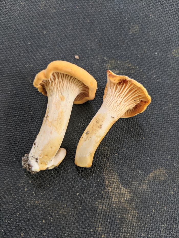 Two small orange mushrooms with gilled undersides on a black textured surface