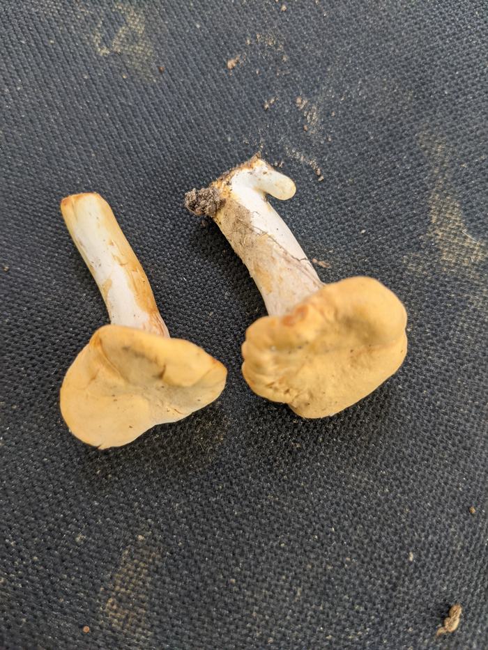 Two small tan mushrooms with short white stems and soil on black textured fabric