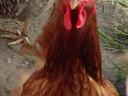 Chicken Picture Rooster