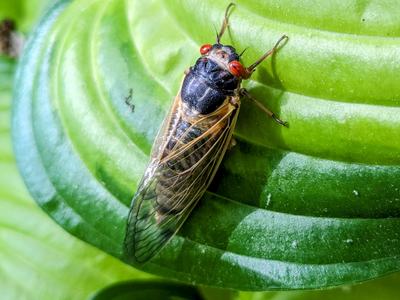 Cicada