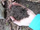 Close up of hand holding compost. 