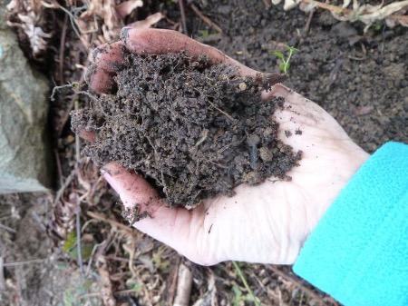 Close up of hand holding compost. 