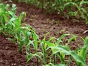 corn plants