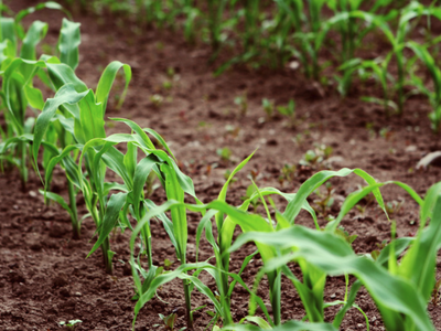 corn plants