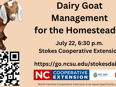 a goat kid looking at the camera