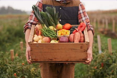 A farmer standing in a field, holding a box of fresh produce.