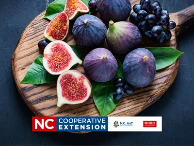 growing figs