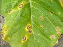 Target spot symptoms 