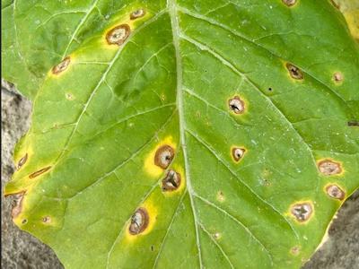 Target spot symptoms 