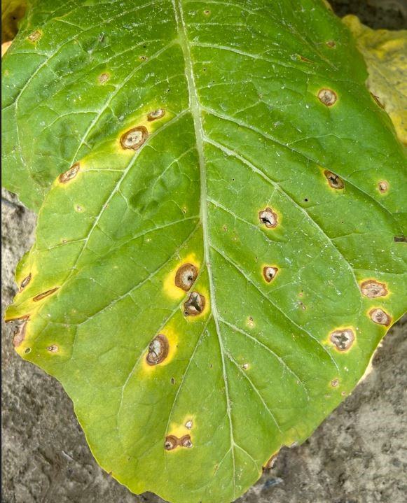 Target spot symptoms