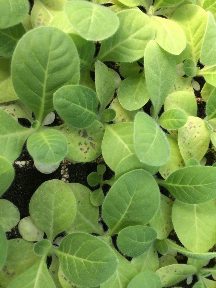 Figure 10. Phosphorus (P) deficiency in tobacco seedlings