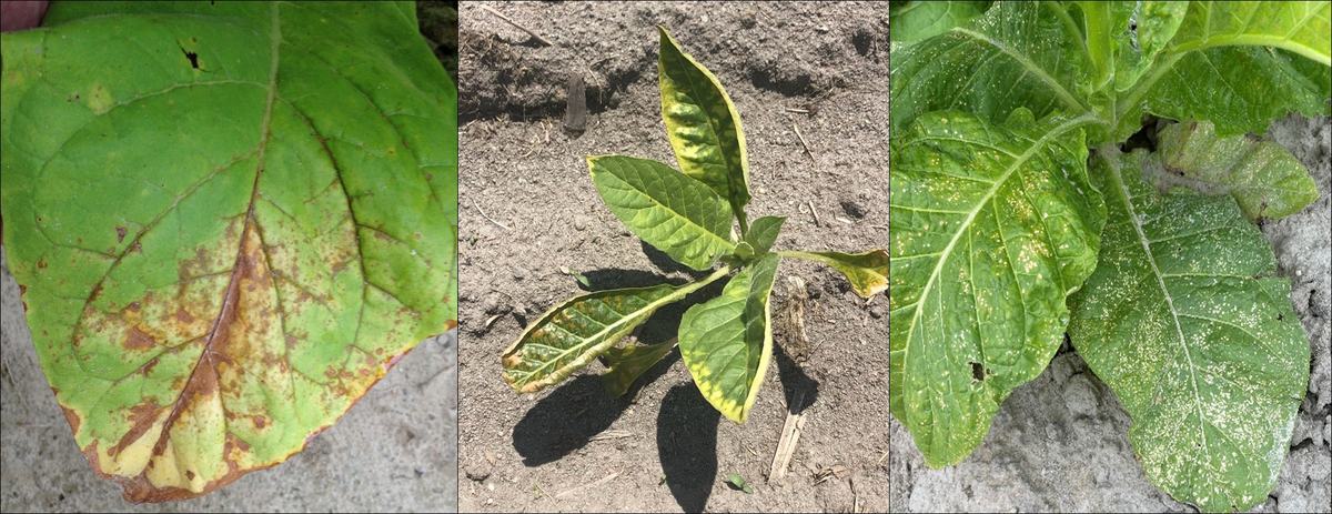 Figure 12. Chemical injury on tobacco