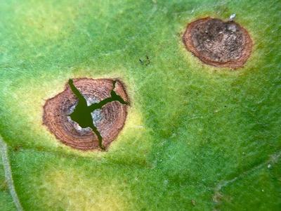 Green leaf with two circular brown lesions, one cracked into a star-shaped hole