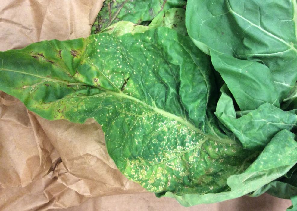 Figure 3. TSWV symptoms