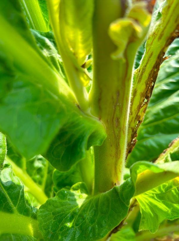 Figure 5. Brown streaks TSWV symptoms