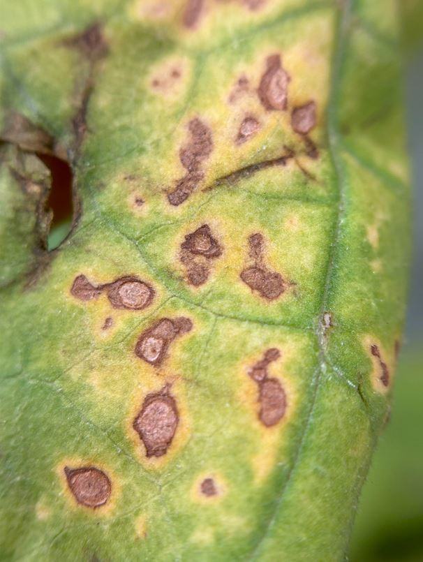 Figure 6. Brown spot symptoms