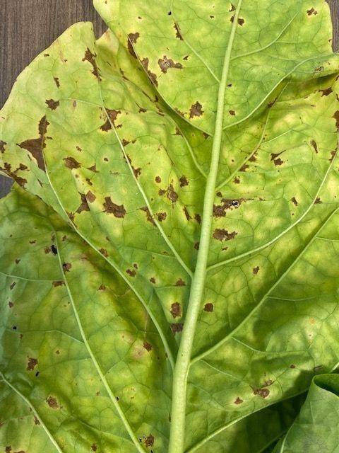 Figure 7. Angular leaf spot symptoms