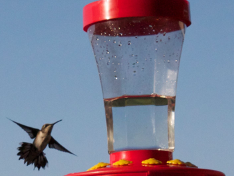 Hummingbird Feeder