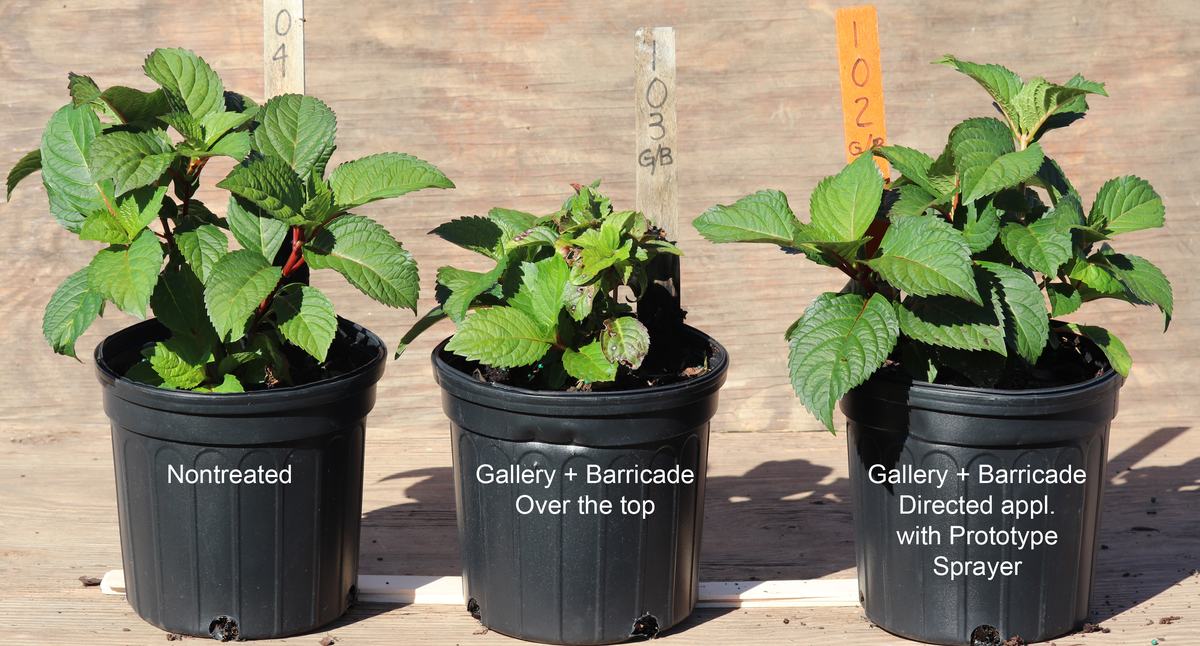 Plant treated with spray is stunted with no new growth. but if applied with prototype sprayer there was no injury