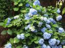 A Washington County homeowner's prized blue mop-head hydrangea (Hydrangea macrophylla) on the North-facing wall of the home. Photo by Gene Fox.