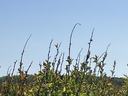 Tall shrub branches and green leaves reaching up against a clear blue sky