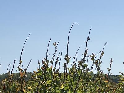 Tall shrub branches and green leaves reaching up against a clear blue sky