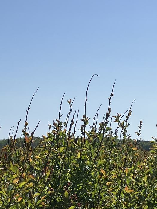 Tall shrub branches and green leaves reaching up against a clear blue sky