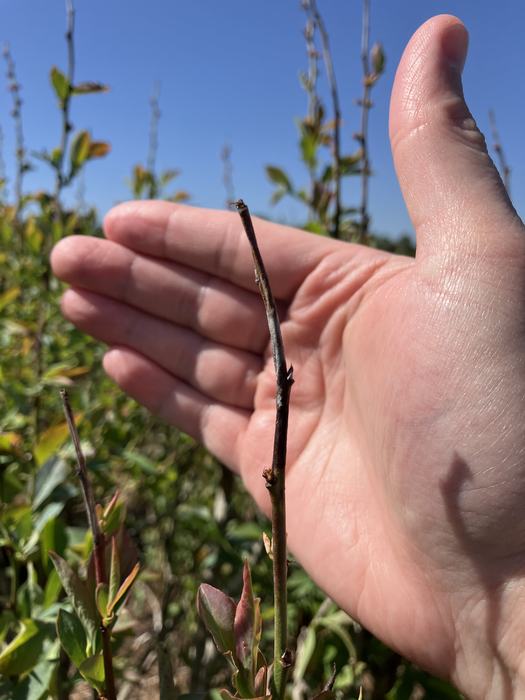 Hand behind a thin bare stem with small buds against clear blue sky