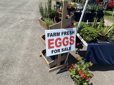 Sign reading "FARM FRESH EGGS FOR SALE" beside potted plants at an outdoor market