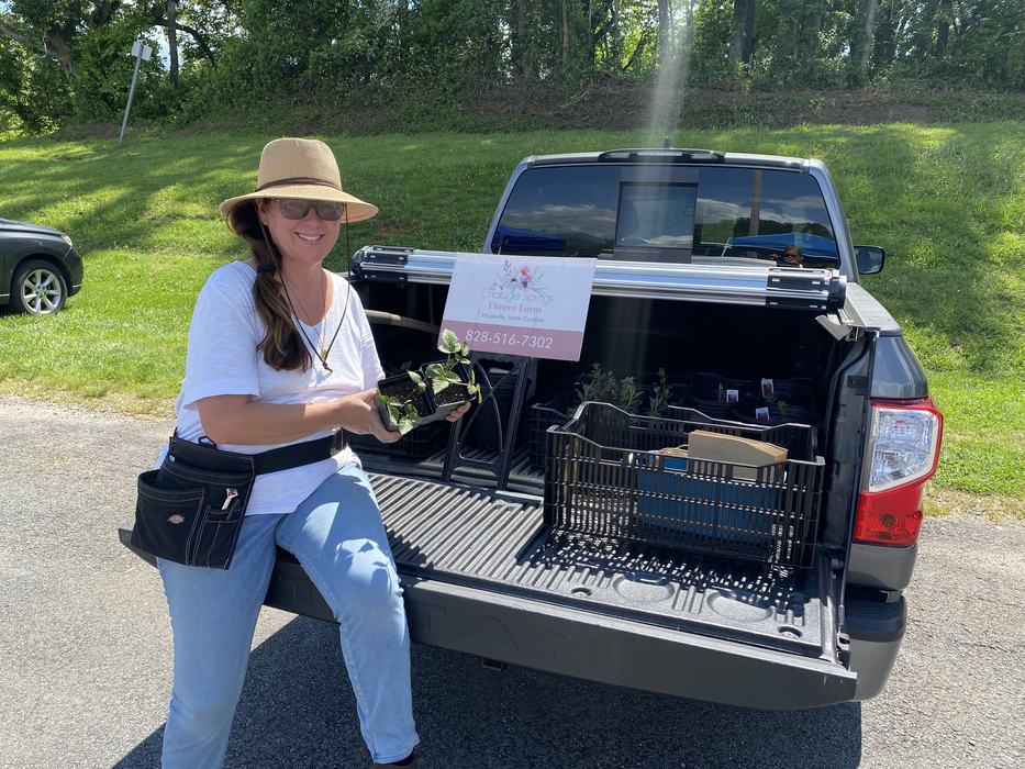 Woman holding a tray of seedlings beside an open pickup tailgate with sign "828-516-7302"