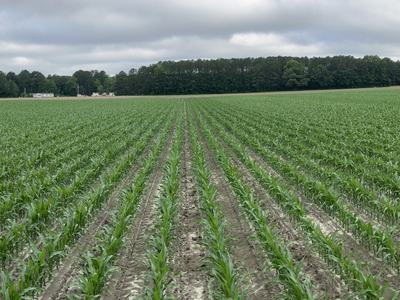 Corn in Colerain