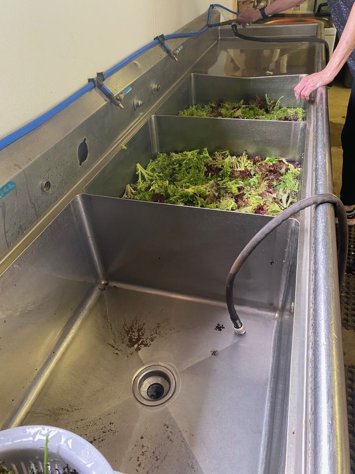 Greens being washed in three compartment sink