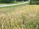 Golden wheat field beside a narrow paved country road with trees in background