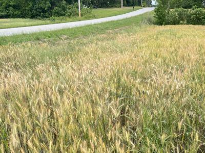 Golden wheat field beside a narrow paved country road with trees in background