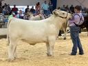 A Youth shows a cow in an arena.