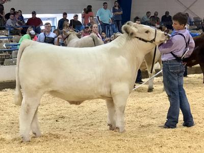 A Youth shows a cow in an arena.
