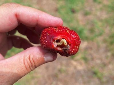 An opened strawberry fruit hold by a person showing a grown corn earworm larva inside