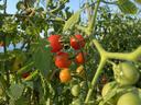 Cherry tomatoes on plant 