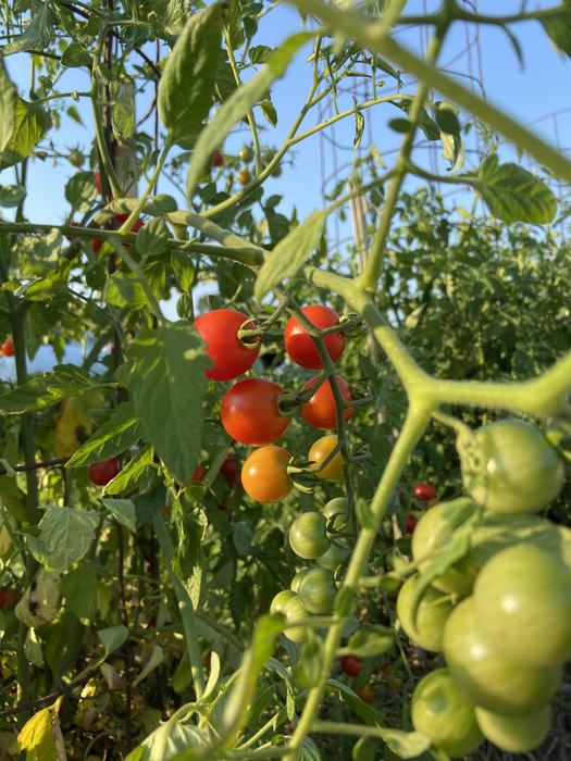 Cherry tomatoes on plant 
