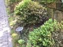 photo of boxwood planting with multiple plants i