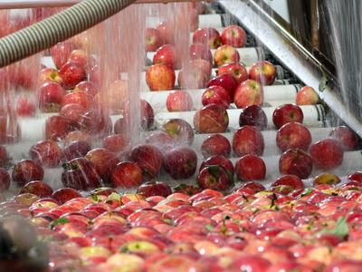 Red apples being washed on a conveyor belt under spraying water