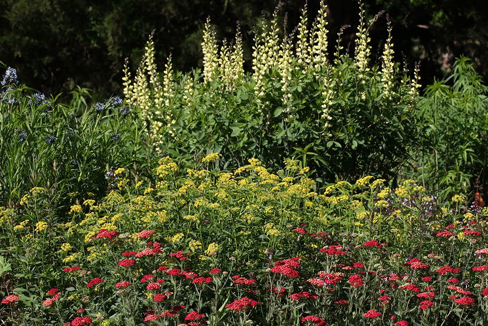 Bluestar, wild indigo, golden alexander, and yarrow.