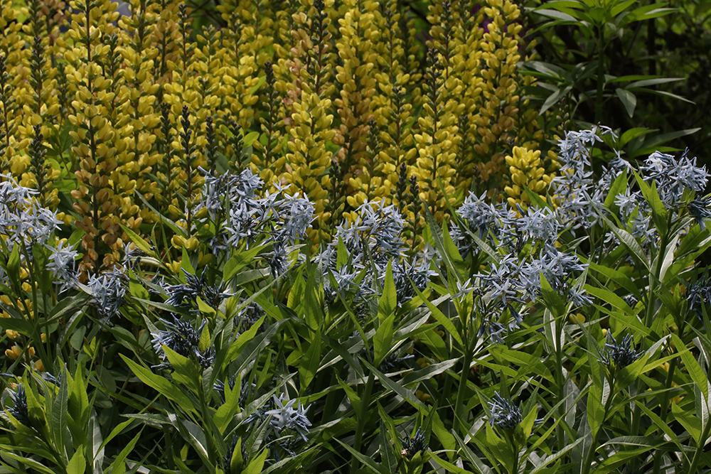 Wild indigo and bluestar