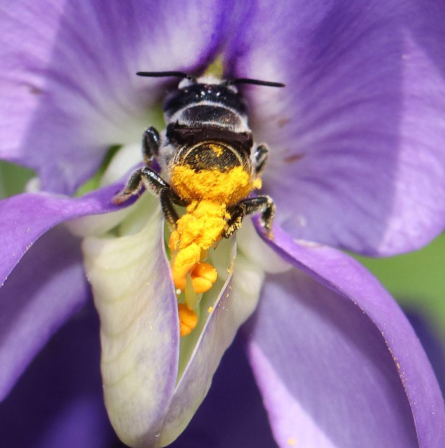 Leafcutter bee on dwarf wild indigo. 