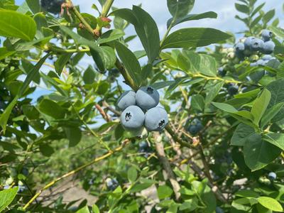 Cluster of ripe blueberries on a leafy bush branch