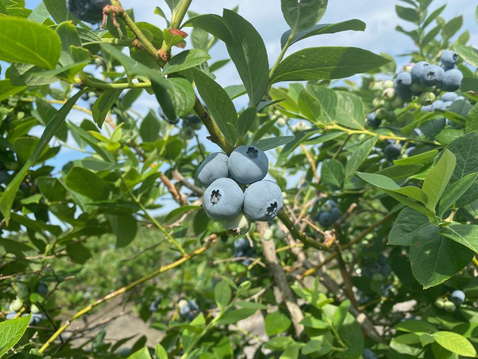 blueberries on bush