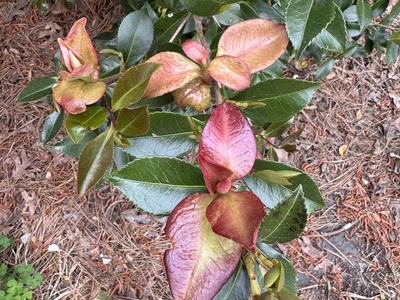 Camellia sasanqua showing Camellia Leaf Gall (Exobasidium camellia). Remove the infected leaves and put them in the trash. PIcture taken by Gene Fox